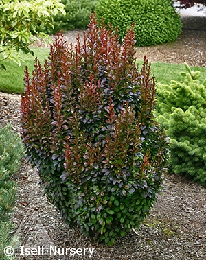 BERBERIS THU HELMOND PILLAR