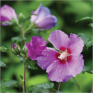 HIBISCUS SYR VIOLET SATIN