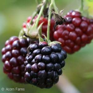 Boysenberries