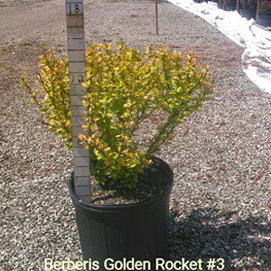 BERBERIS THU GOLDEN ROCKET