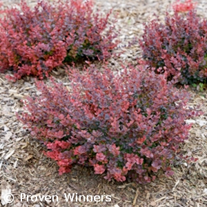 BERBERIS THU MINI MAROON