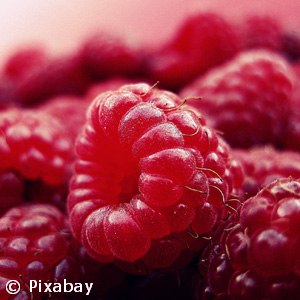 RUBUS YOUNGBERRY