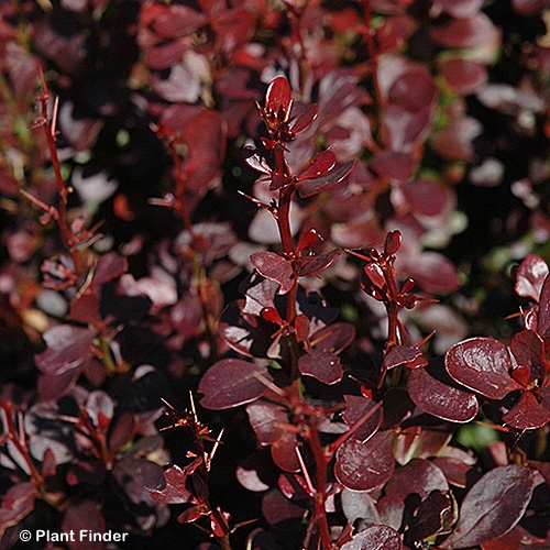 BERBERIS THU ROSY ROCKET