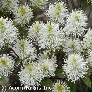 FOTHERGILLA GAR BLUE HAWAII