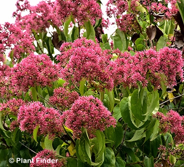 HEPTACODIUM TEMPLE OF BLOOM