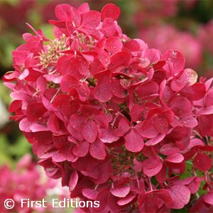 HYDRANGEA PAN DIAMOND ROUGE