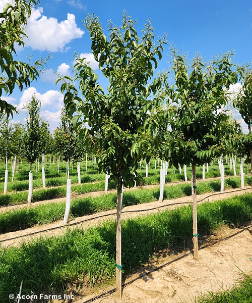 HEPTACODIUM STARS AND SPARKS