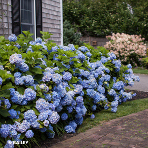 HYDRANGEA MAC ENDLESS SUMMER