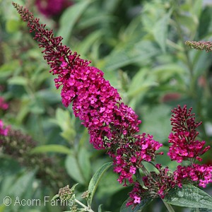 BUDDLEIA MISS MOLLY