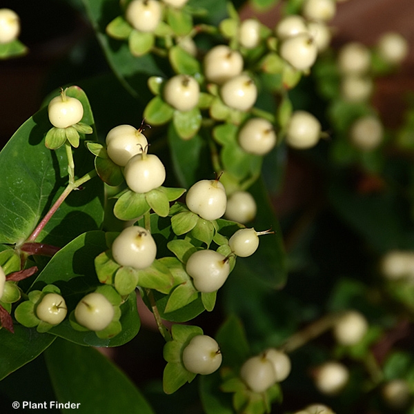 HYPERICUM FLORALBRRY CHAMPAGNE