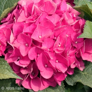 HYDRANGEA MAC CITYLINE VENICE