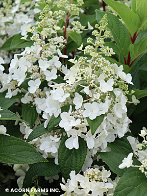 HYDRANGEA PAN PINKY WINKY