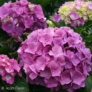 HYDRANGEA MAC CITYLINE RIO