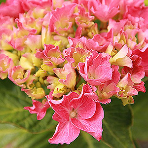 HYDRANGEA MAC CITYLINE VIENNA