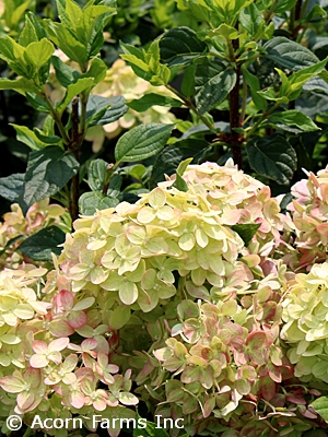 HYDRANGEA PAN LITTLE LIME