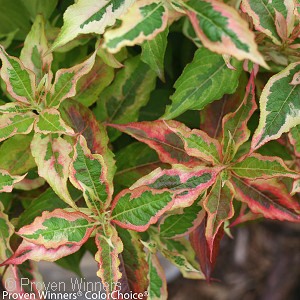 WEIGELA FLO MY MONET SUNSET