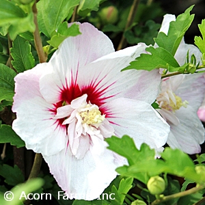 HIBISCUS SYR FIJI