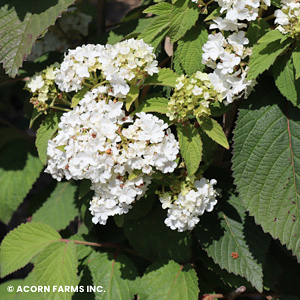 VIBURNUM PLI LIME MARTINI