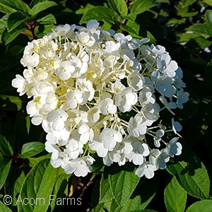 HYDRANGEA PAN BOBO