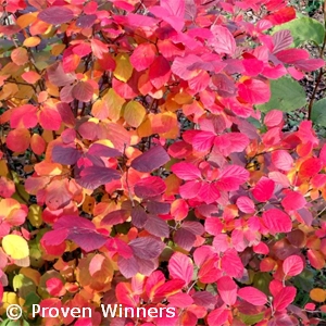 FOTHERGILLA LEGEND OF THE FALL