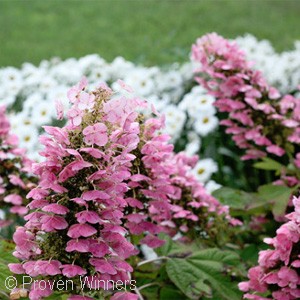 HYDRANGEA QUE GATSBY PINK