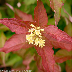 DIERVILLA KODIAK ORANGE