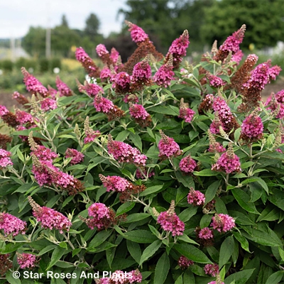 BUDDLEIA DAPPER PINK