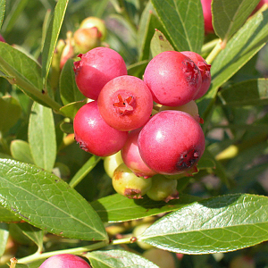 VACCINIUM PINK POPCORN