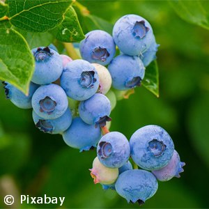 VACCINIUM 2 IN 1