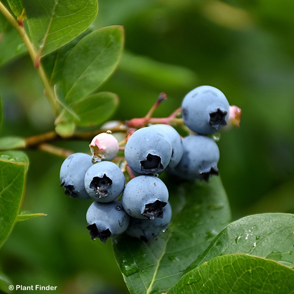 VACCINIUM COR NORTHCOUNTRY