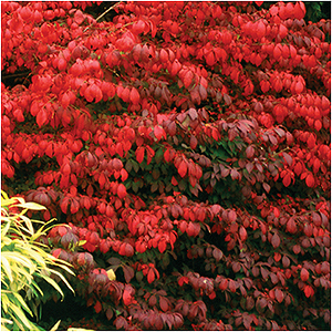 EUONYMUS ALA FIRE BALL