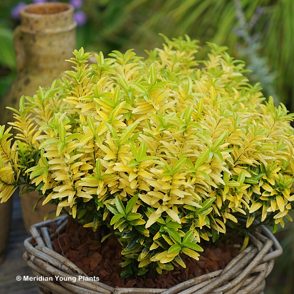 EUONYMUS JAP HAPPINESS
