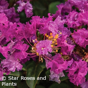 LAGERSTROEMIA BELLINI GRAPE