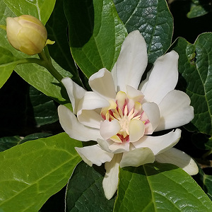 CALYCANTHUS VENUS