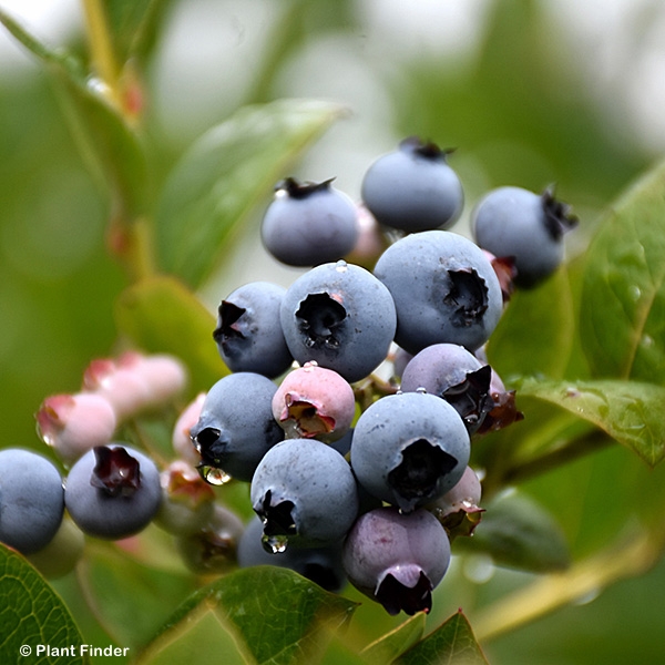 VACCINIUM COR PATRIOT