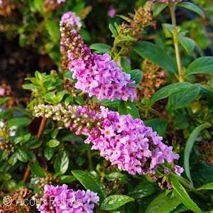 BUDDLEIA PINK MICRO CHIP