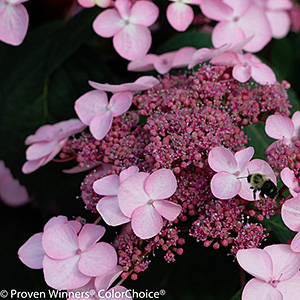 HYDRANGEA MAC STARLIGHT