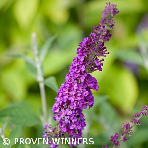 BUDDLEIA MISS VIOLET