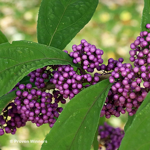 CALLICARPA BUBBLE UP