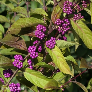 CALLICARPA DICHOTOMA