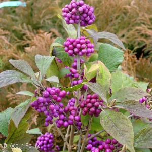 CALLICARPA BOD PROFUSION