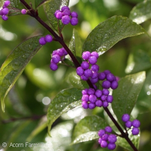 CALLICARPA DIC ISSAI