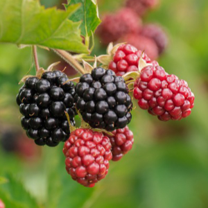 Blackberries