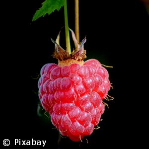 RUBUS CANBY