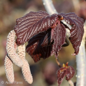 CORYLUS AVE RED MAJESTIC