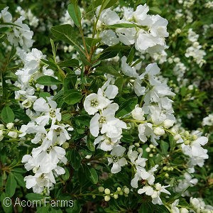 EXOCHORDA SNOW MOUNTAIN