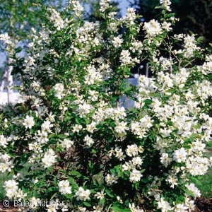 EXOCHORDA SER NORTHERN PEARLS