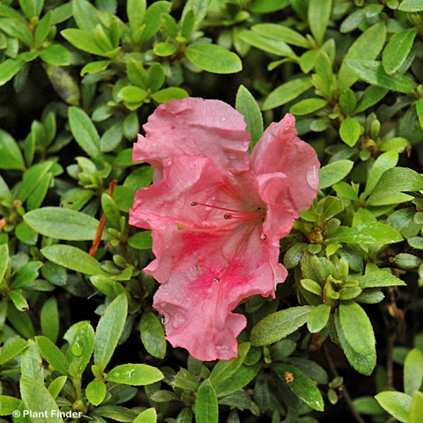 AZALEA GUMPO PINK