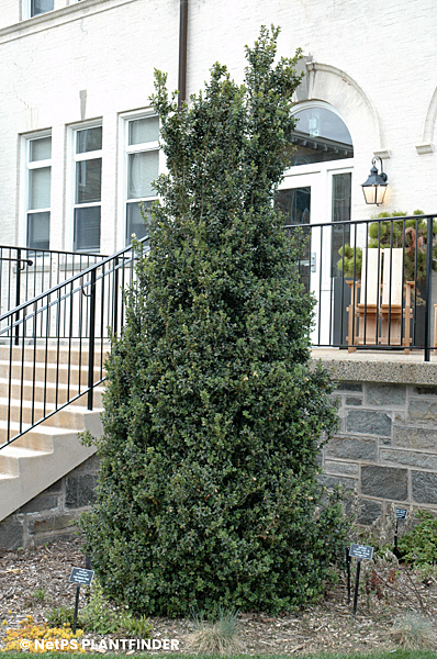 BUXUS SEM DEE RUNK