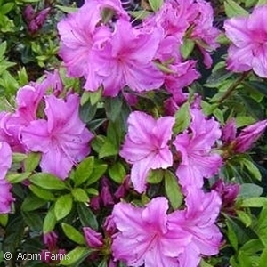 AZALEA GIRARD PURPLE